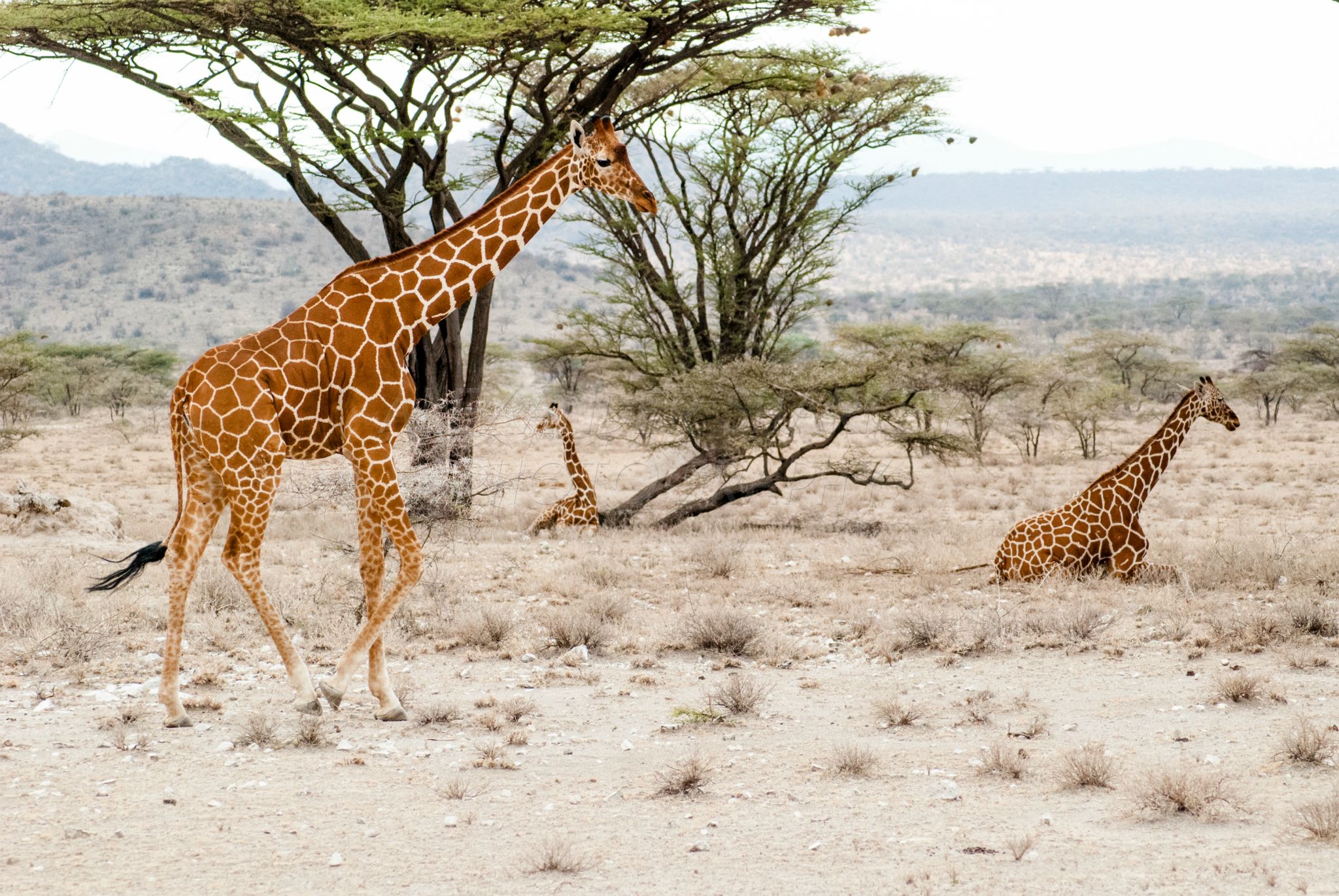 Samburu National Park, Kenya 2009