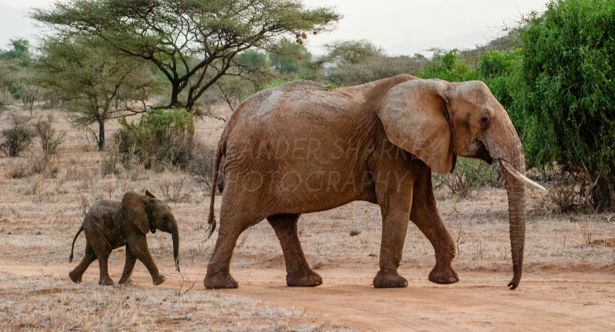 Samburu National Park, Kenya 2009